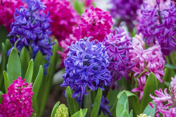 Güzel, renkli Vietnam çiçekleri Tien Ong Danang, Vietnam 'da bir çiçek tarhını süslüyor.