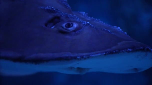 Close Giant Guitarfish Rhynchobatus Djiddensis Swims Underwater Inhabitants Sea World — Stock Video