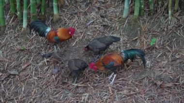Tayland bahçesinde kırmızı haçlı küçük horozlar ve tavuklar, yakın plan.