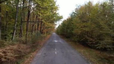 Güneşli bir sonbahar gününde orman yolunda uçmak. Ağaçlar sonbaharda Ukrayna 'da bir yol üzerinde tünel oluşturuyorlar. Seyahat ve doğa kavramı