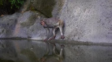 Wild monkey family on rock with pond near city Da Nang, Vietnam. Wild monkeys in the nature