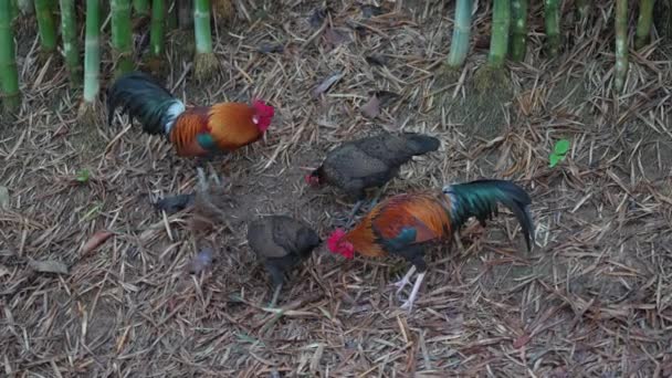 Tayland Bahçesinde Kırmızı Haçlı Küçük Horozlar Tavuklar Yakın Plan — Stok video