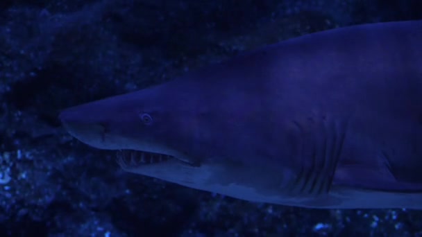 Close Grande Tubarão Nadando Debaixo Água Habitantes Mundo Mar — Vídeo de Stock
