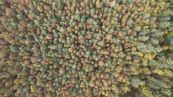 Вид Воздуха Осенний Лесной Пейзаж Солнечный День Естественный Фон Хвойных — стоковое видео