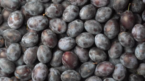 Πολλά Φρέσκα Μπλε Δαμάσκηνα Φρούτα Περιστρέφονται Υφή Φόντο Από Φρέσκα — Αρχείο Βίντεο