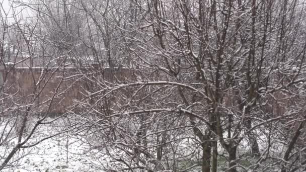 Copos Nieve Cayendo Invierno Fondo Oscuro Árbol Ucrania Copos Nieve — Vídeos de Stock