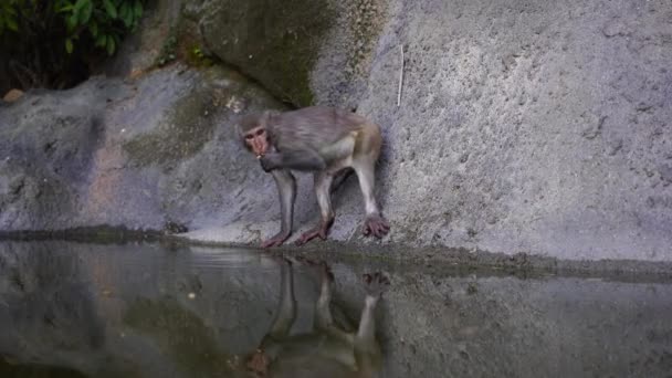원숭이 Wild Monkey Family 베트남 자연계의 원숭이 — 비디오