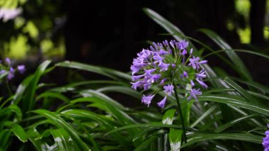 Agapanthus praecox, tropikal yağmur sırasında mavi zambak çiçeği, yakın çekim. Afrika zambağı ya da Nil zambağı, Amarillidaceae familyasının popüler bahçe bitkisidir. Tanzanya, Doğu Afrika