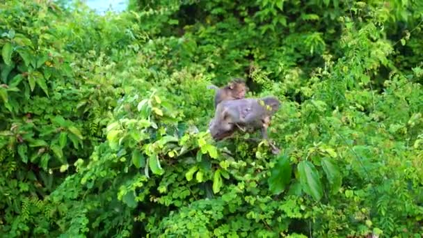 Familia Monos Salvajes Selva Cerca Ciudad Nang Vietnam Monos Salvajes — Vídeos de Stock