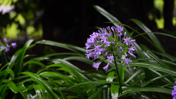 Agapanthus Praecox Niebieski Kwiat Lilii Podczas Tropikalnego Deszczu Zbliżenie Afrykańska — Wideo stockowe