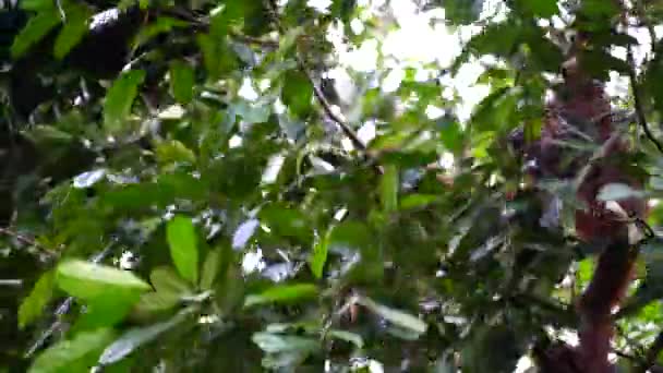 Orangotango Selvagem Perigo Floresta Tropical Ilha Bornéu Malásia Perto Macaco — Vídeo de Stock