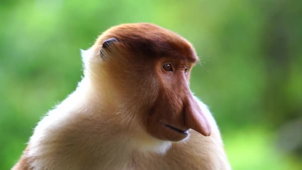 Wild Proboscis Monkey Nasalis Larvatus Rainforest Island Borneo Malaysia Close — Stock Video