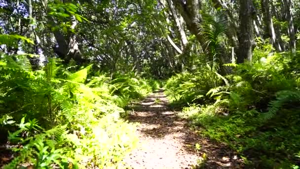 Dzsungel Erdő Sétaúttal Vadvilággal Egy Tiszta Napos Napon Zanzibár Szigetén — Stock videók