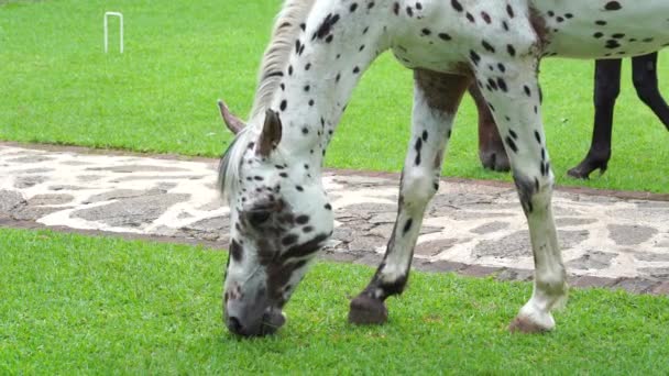Häst Betar Grönt Gräs Den Tropiska Trädgården Tanzania Östra Afrika — Stockvideo