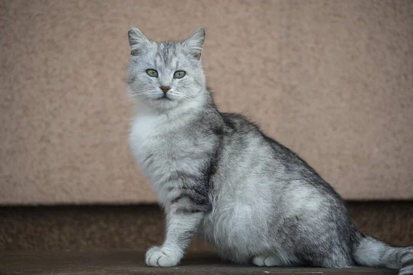 在木制长椅上的苏格兰纯正猫的美丽肖像 灰色条纹苏格兰直毛猫 — 图库照片