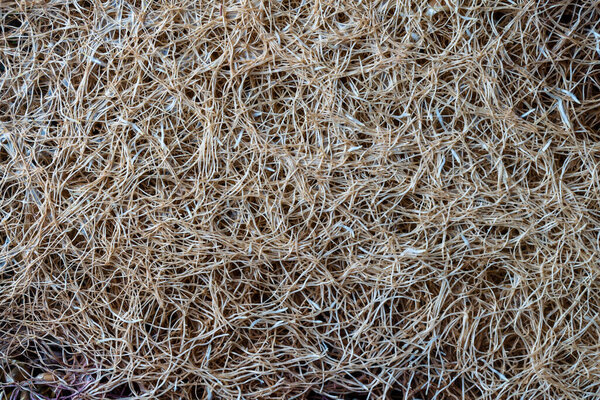 Germinated wheat grass roots as background, close up. White roots of plants sprouted through soil