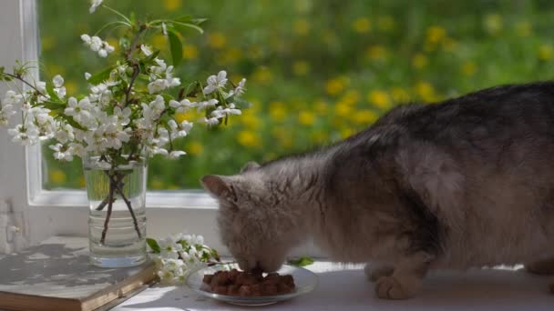 귀여운 고양이는 창문에 접시에서 음식을 먹는다 고양이는 음식을 먹는다 — 비디오