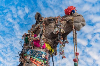 Hindistan 'ın kutsal şehri Pushkar, Rajasthan yakınlarındaki yıllık Pushkar Deve Fuarı sırasında Thar Çölü' nde deve kafası nişanı aldı. Kapat.