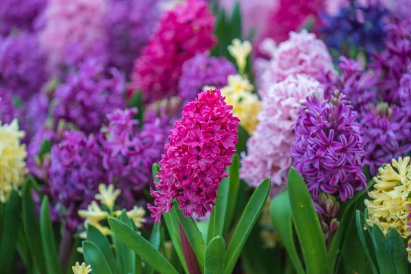 Güzel, renkli Vietnam çiçekleri Tien Ong Danang, Vietnam 'da bir çiçek tarhını süslüyor.