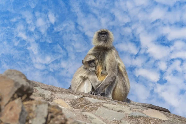 Langur Monkey Family Town Mandu India Close — Stock Photo, Image