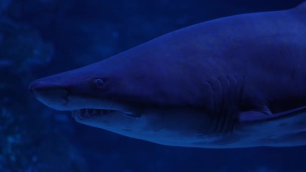 Κοντινό Πλάνο Του Μεγάλου Καρχαρία Κολύμπι Υποβρύχια Κάτοικοι Του Κόσμου — Αρχείο Βίντεο