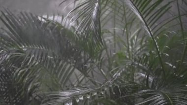 Yaz günü, Koh Phangan, Tayland 'daki büyük yeşil palmiye yapraklarına tropik yağmur damlaları düşer. Asya 'da yağmur mevsimi