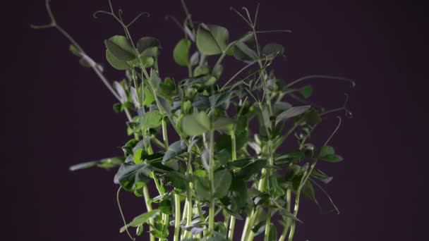 Ervilha Microgreens Fundo Preto Gira Perto Germinação Sementes Casa Microverdes — Vídeo de Stock