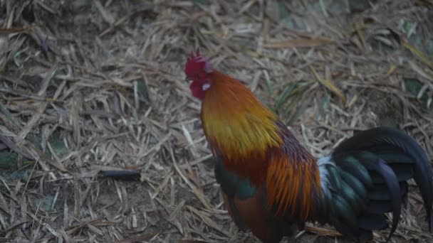 Gallo Pequeño Con Cruz Roja Patio Tailandia Cerca — Vídeo de stock