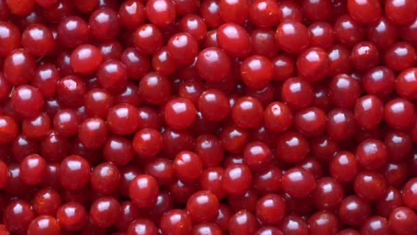 Harvest Red Fresh Cranberry Close Top View Beautiful Texture Red — 비디오