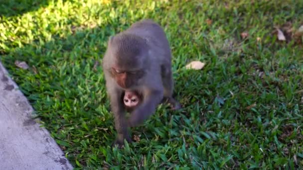 원숭이 공원에서 아기와 베트남 당랑에서 관광객들이 음식을 먹는다 — 비디오