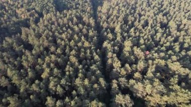 Yaz günü yeşil orman manzarasının havadan görünüşü. Kozalaklı ormanın doğal arka planı. Ukrayna, Avrupa. Seyahat ve doğa kavramı
