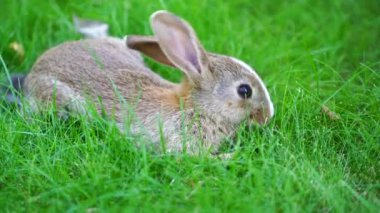 Yeşil çimenlerin üzerinde genç, şirin bir tavşan, yakın çekim. Hayvanlar ve doğa kavramı. Kyiv, Ukrayna