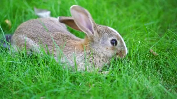 귀여운 토끼가 동물과 자연의 우크라이나 키예프 — 비디오