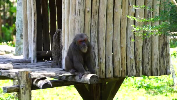 마카크 또는마 자연에서 닫습니다 와일드아 원숭이 베트남 마카크는 동남아시아에서 — 비디오