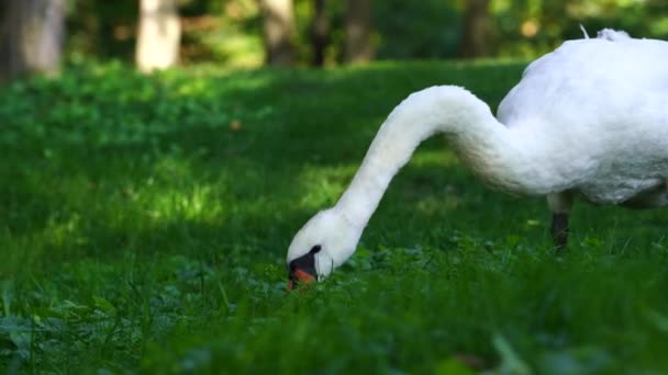 在阳光明媚的日子 白天鹅在草坪上吃青草 关门了 乌克兰基辅 — 图库视频影像