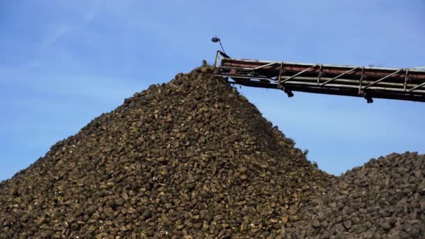 Kraantransporteur Van Gecombineerde Oogstmachine Die Suikerbieten Uitlaadt Oogstmachine Die Landbouwgrond — Stockvideo