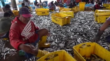 Kota Kinabalu, Malaysia - february 18, 2020 : Malaysian workers sort freshly caught catch from sea fish and squid into plastic containers on street philippine market in Kota Kinabalu, Sabah, Malaysia