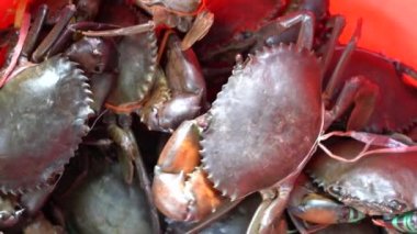 Fresh crabs for sell at the street food market in Kota Kinabalu, island Borneo, Malaysia, close up seafood
