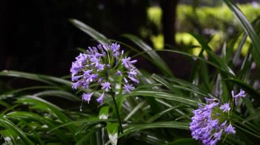 Agapanthus praecox, tropikal yağmur sırasında mavi zambak çiçeği, yakın çekim. Afrika zambağı ya da Nil zambağı, Amarillidaceae familyasının popüler bahçe bitkisidir. Tanzanya, Doğu Afrika