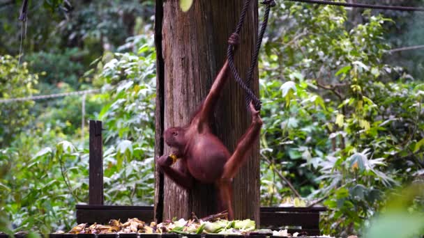 Wild Orangutan Eating Banana Rainforest Island Borneo Malaysia Close Orangutan — Stock Video