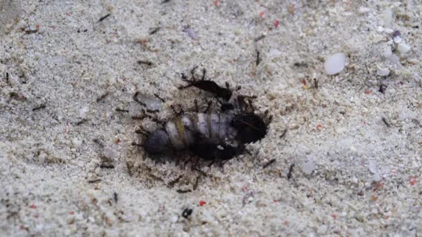 Kleine Zwarte Mieren Slepen Een Grote Dode Vlinder Het Zand — Stockvideo