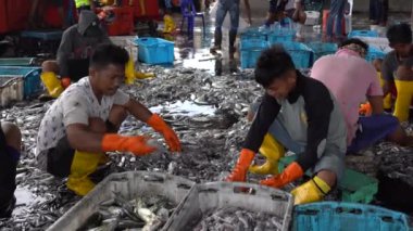 Kota Kinabalu, Malaysia - february 18, 2020 : Malaysian workers sort freshly caught catch from sea fish and squid into plastic containers on street philippine market in Kota Kinabalu, Sabah, Malaysia