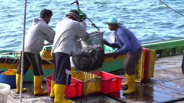 Kota Kinabalu Malajzia 2020 Február Malajziai Halászok Frissen Fogott Halat — Stock videók