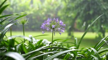 Agapanthus praecox, tropikal yağmur sırasında mavi zambak çiçeği, yakın çekim. Afrika zambağı ya da Nil zambağı, Amarillidaceae familyasının popüler bahçe bitkisidir. Tanzanya, Doğu Afrika