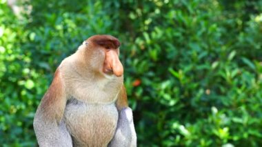 Borneo, Malezya 'nın yağmur ormanlarındaki vahşi hortumlu maymun ya da Nasalis larvası, yaklaşın.