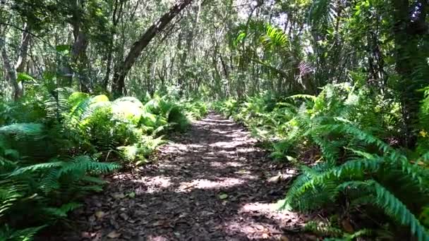 Лес Джунглей Тропинкой Дикой Природой Ясный Солнечный День Острове Занзибар — стоковое видео