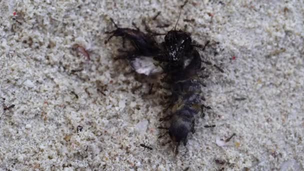Little Black Ants Drag Large Dead Butterfly Sand Zanzibar Island — стоковое видео