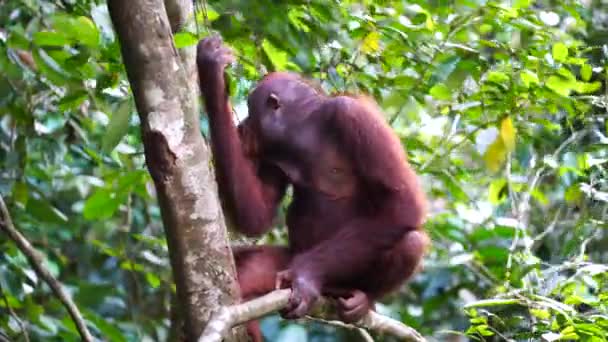 Wild Endangered Orangutan Rainforest Island Borneo Malaysia Close Orangutan Mounkey — Stock Video
