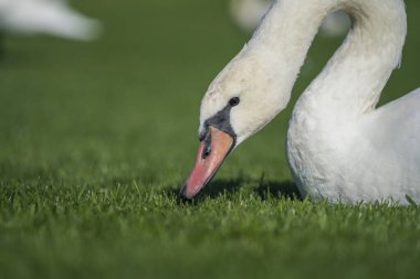 Güneşli bir günde çimlerin üzerindeki yeşil çimlerin üzerinde beyaz bir kuğu, yakın plan. Kiev, Ukrayna