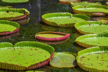 Mauritius Adası 'ndaki botanik bahçesinde dev bir nilüfer çiçeği. Victoria amazonica ya da Victoria regia, kapatın.